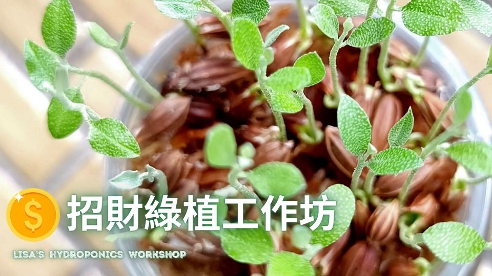  招財綠植工作坊